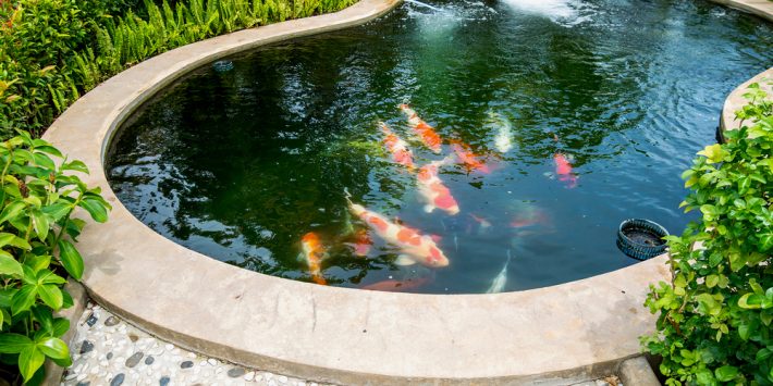 Makanan Ikan Koi