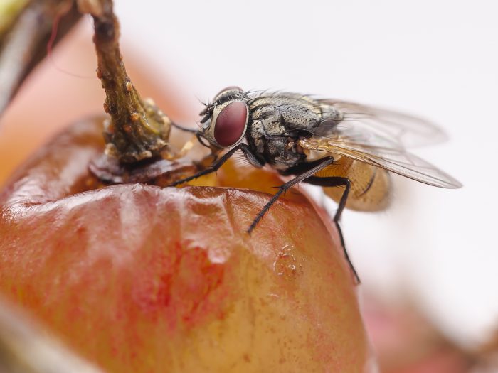kertas perangkap lalat