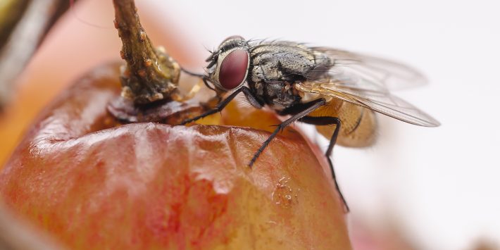 kertas perangkap lalat