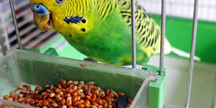 pakan burung