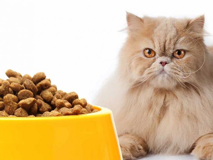 makanan kucing