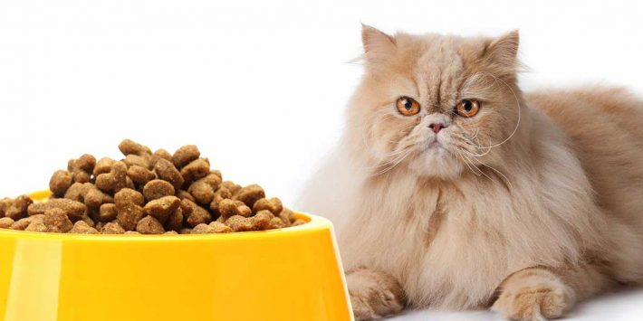 makanan kucing