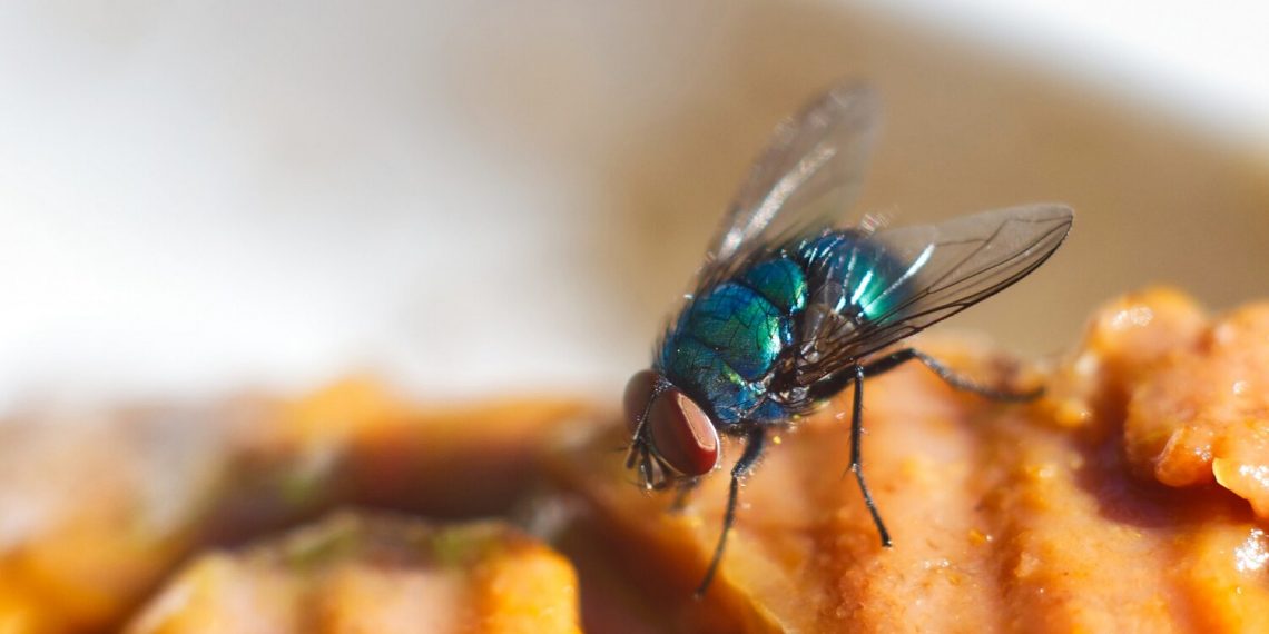 Makanan Dihinggapi Lalat? Yuk Simak Dampaknya di Sini